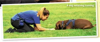  ??  ?? A dog receiving training