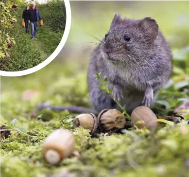  ??  ?? hedgerow removal has seen a decline in brown hairstreak butterflie­s; bank voles seek cover in hedgerows;