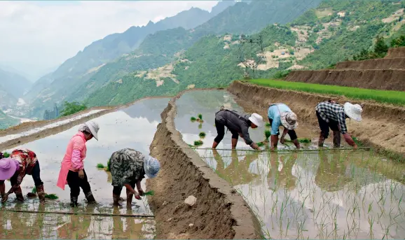  ??  ?? Farmers of Shawa Village working in their rice paddies.