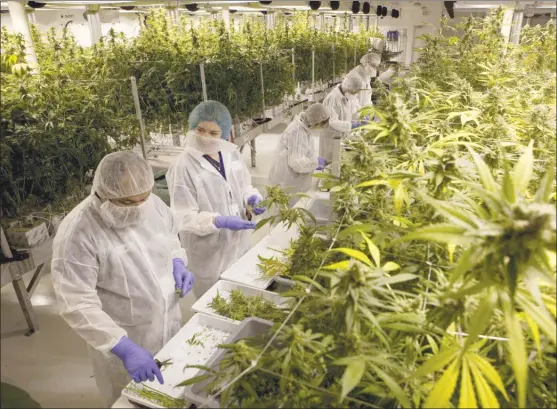  ?? The Canadian Press ?? Production staff harvest marijuana plants inside the flowering room at United Greeneries in the Vancouver Island community of Duncan. Because a number of Canadians who have admitted to using marijuana have been turned away at the U.S. border, the NDP...