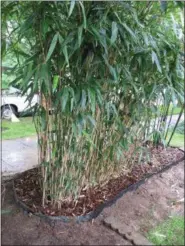  ?? SUBMITTED PHOTO ?? Barriers can be used to keep bamboo roots from spreading.
