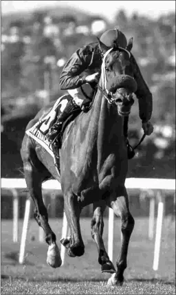  ?? SHANE MICHELI/VASSAR PHOTOGRAPH­Y ?? Evening Sun is likely for Saturday’s Wickerr Stakes at Del Mar, more than a year off since his Grade 3 San Francisco Mile win.