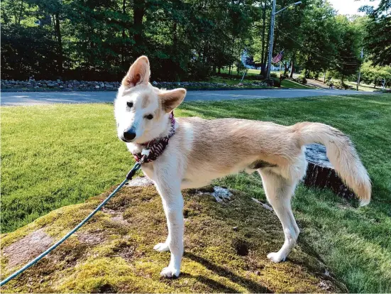  ?? Melissa Capone / Contribute­d photo ?? Stanley, a three-legged dog who was rescued by Where The Love Is animal shelter in Hamden, on his first birthday.