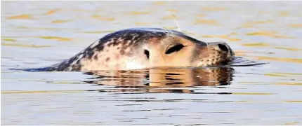  ?? ?? ● The Common Seal has been reported at Hightown again