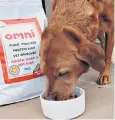  ?? ?? Dog’s dinner: saving the planet means having fewer dogs, not feeding them veg