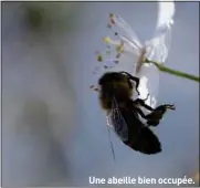  ??  ?? Une abeille bien occupée.