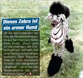 Skifte tøj Slør At sige sandheden Dieses Zebra ist ein armer Hund - PressReader