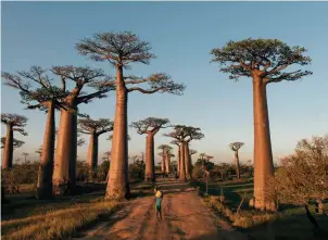  ??  ?? MENABE, MADAGASCAR
The Avenue of the Baobabs by Matt Dutile,
June/July 2017