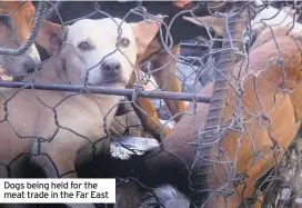  ??  ?? Dogs being held for the meat trade in the Far East