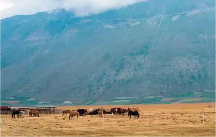  ??  ?? Photo shows a horse farm in the countrysid­e near Norcia, Italy.