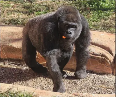  ?? Democrat-Gazette file photo/STATON BREIDENTHA­L ?? As spring break winds down, places like the Little Rock Zoo offer fun and educationa­l activities.