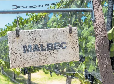  ?? ?? El Malbec es la variedad más plantada en la Argentina: creció un 195% entre 2010 y 2023