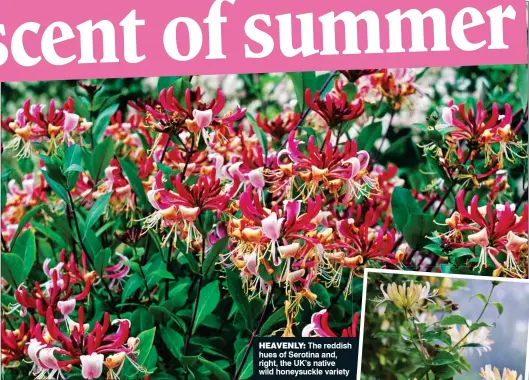  ??  ?? HEAVENLY:
The reddish hues of Serotina and, right, the UK’s native wild honeysuckl­e variety