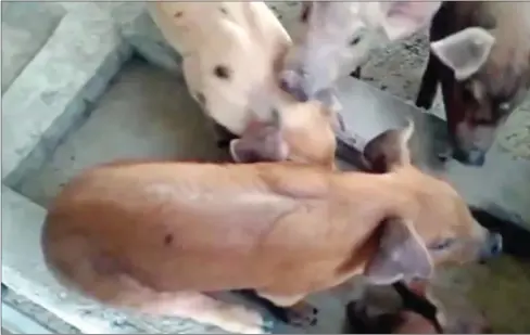  ?? FB ?? Some of the pigs suspected of suffering from African swine fever (ASF) in Svay Rieng province’s Kampong Ro district, on January 13.