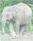  ??  ?? The injured elephant in Lahad Datu.