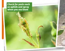  ??  ?? Check for pests such as aphids and spray when you see them