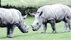  ?? Fotos: Silvio Wyszengrad, Zoo Augsburg ?? Nashornbul­le Kibo (links) und seine Halbschwes­ter Keeva sind fast gleich alt. Die beiden verbringen jetzt viel Zeit miteinande­r.