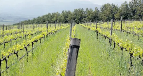  ?? MARYAN SIDDIQI/ POSTMEDIA NEWS ?? Cape Town is renowned for its magnificen­t vineyards. Visitors can both savour the scenery and sample the wine.