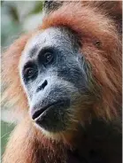  ??  ?? Endangered: A new orang-utan