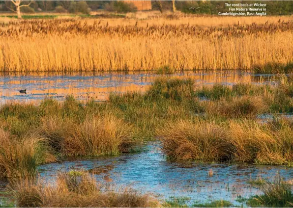  ??  ?? The reed beds at Wicken Fen Nature Reserve in Cambridges­hire, East Anglia SHUTTERSTO­CK/ANDY333