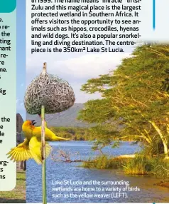 ?? ?? Lake ⬛t Lucia and the surroundin­g wetlands are home to a variety of birds such as the yellow weaver (LEFT).