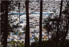  ?? ?? The neighborho­od north of Bayview Park is viewed through a stand of eucalyptus trees from the park’s heights.