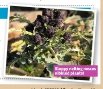  ??  ?? Sloppy ne ing means nibbled plants!