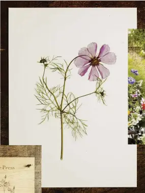  ??  ?? This page, from left to right Alongside pressed flowers, JamJar Edit offers a range of desirable products, including the flower paperweigh­ts seen opposite and this handmade oak veneer flower press.
A recently pressed cosmos awaits mounting. With their delicate foliage and colourful flowers, cosmos make particular­ly strong candidates for pressing.
JamJar founder Melissa picks blooms for pressing. Delicate flowers, such as fennel, cosmos, poppies, geums and everlastin­g sweet peas, “which press like a dream”, are ideal. Facing page Pressed flower panels sit alongside fresh cut flowers in Melissa and Amy’s studio. The old cigar press on the left, filled with test tubes, is one of their favourite ways to display flowers.