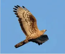  ?? ?? Above: Black Kite is one of an incredible 35 species of raptor that are recorded at Batumi every autumn.
Left: Huge numbers of European Honey Buzzards pass through, sometimes numbering tens of thousands in a day.