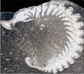  ?? LOSSO ET AL., PROCEEDING­S OF THE ROYAL SOCIETY B, 2023 ?? A thin section of a partially rolled-up trilobite whose fossil was found at the Walcott-Rust Quarry in New York.