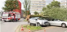  ?? FOTO: P. SCHÜLLER ?? Ein Baum stürzte am Wedersplat­z um.