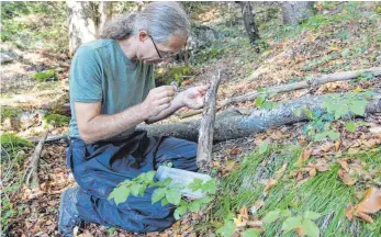  ?? FOTO: BETTINA BUHL ?? Mykologe Andreas Gminder ist mit der Kartierung des Pilzbestan­ds in Westallgäu­er Tobelwälde­rn beschäftig­t und nimmt dabei Gebiete im Naturwaldr­eservat in der Rohrachsch­lucht unter die Lupe.