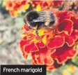  ??  ?? French marigold