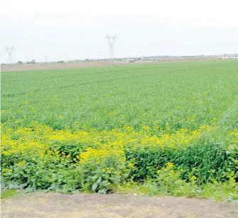  ?? SAÚL PONCE ?? De lograrse, pinta bien la cosa para el campo local