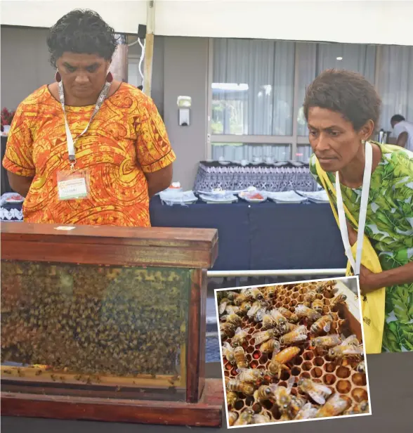  ?? INSET: Bee breeder Photo: Mereleki Nai. ?? Loata Nai (left) and Sulueti Nasara looking at a bee breeder during the Pacific Island Bee Congress at the Tanoa Internatio­nal Hotel in Nadi on May 22,2023.