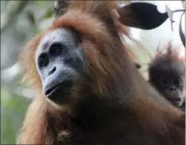  ?? JAMES ASKEW — SUMATRAN ORANGUTAN CONSERVATI­ON PROGRAMME VIA AP ?? This undated photo released by the Sumatran Orangutan Conservati­on Programme shows a Tapanuli orangutan with its baby in Batang Toru Ecosystem in Tapanuli, North Sumatra, Indonesia.