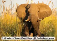  ?? ?? A still picture of James Gifford’s Living with Elephants submission