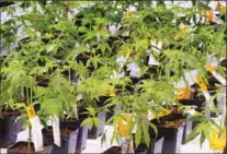  ?? CANADIAN PRESS FILE PHOTO ?? Cannabis seedlings grow at an Aurora Cannabis facility in Montreal.