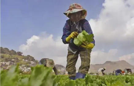  ?? SSB File photo ?? CROP PROGRAMMIN­G. La Trinidad farmers are now being urged to practice and plan crop programmin­g as a strategy to eliminate problems in vegetable over or under supply thus stabilizin­g prices in the market.