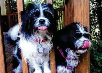  ??  ?? Marsha McOsker of Tucker shared this photo of her “girls,” Roxie and Gracie. They are Boston Terrier/Shih Tzu mixes. “They love everybody and each other, but when they get bored, they howl like wolves!” she wrote. “I had not just given them something to eat, but they just decided to stick their tongues out at me.”