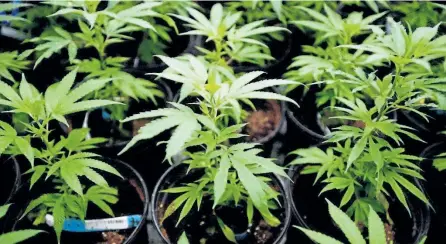  ?? THE CANADIAN PRESS FILES ?? Marijuana plants are pictured during a tour of Canopy Growth Corp., in Smiths Falls, Ont. Ontario landlords want to be able to ban marijuana use in rental units once the drug is legalized this summer.