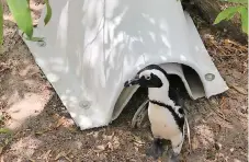  ??  ?? USED nesting hides (left) and an African penguin and its new nest (right).