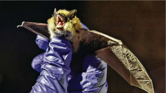  ?? Photos by Kim Raff / New York Times ?? A Western small-footed bat is wrested from its torpor and collected for study in an abandoned mining cave near Ely, Nev.