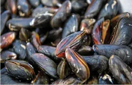  ?? Bild: Lasse Edwartz ?? Musselodli­ng har under många år varit en ganska stor näring i Bohuslän, som enligt uppgift inte påverkas av att vilda bestånd av musslor krymper.