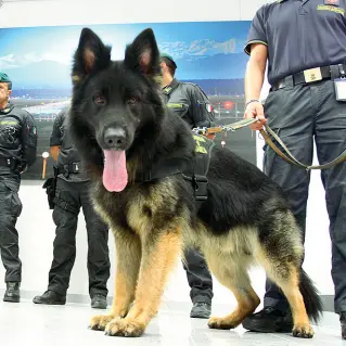  ?? (foto Newpress) ?? In servizio Un pastore tedesco dell’unità cinofila della Guardia di Finanza di Malpensa. i cani arrivano dal centro di addestrame­nto di Civitavecc­hia