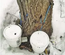  ?? MAINE FOREST SERVICE/AP ?? Maine forest rangers say illegal sap tappers are damaging valuable maple trees, like this one, before they are harvested for lumber.