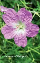  ??  ?? ‘Philippa’. Geranium