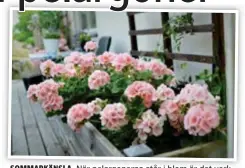  ?? FOTO: ANTON KYHLBÄCK ?? SOMMARKÄNS­LA. När pelargoner­na står i blom är det verkligen sommar, påpekar paret.