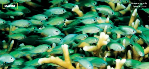  ?? ?? Green chromis love a shoal.