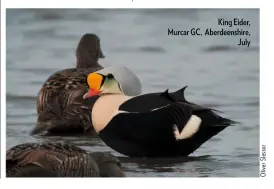  ??  ?? King Eider, Murcar GC, Aberdeensh­ire, July